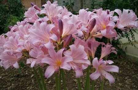 养花|养花试试这几款,花密而香浓,年年开花满院子,超美