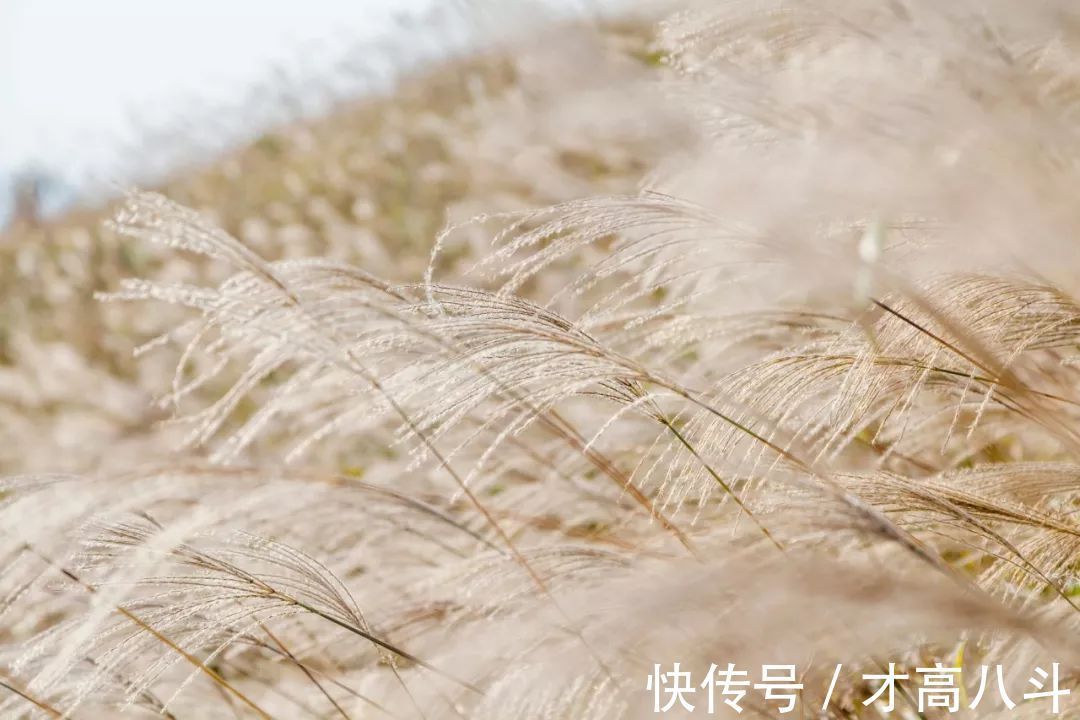 秋风辞#汉武帝写了一首诗,第一句抄刘邦的,成千古佳作,鲁迅说:不比词差!