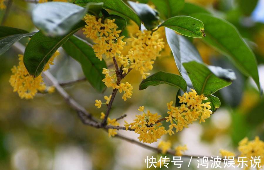 桂花|桂花夏天怎么养教你3个养护小妙招,花期9月,香味“飘香十里”