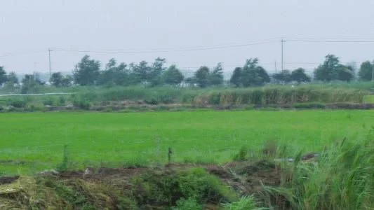 我们来到了当地一家较大的养殖基地，采访了基地负责人。据介绍，目前盱眙本地养殖的小龙虾出水后大多腮白，底白，肉白，俗称“三白”。由于小龙虾对农药、兽药等化学试剂非常敏感，实际养殖中都很少使用农药、兽药。因为一旦用药产生不良反应，会造成批量死亡。相比较而言，野生的小龙虾由于生长环境复杂，往往存在脏污、重金属含量超标的现象。