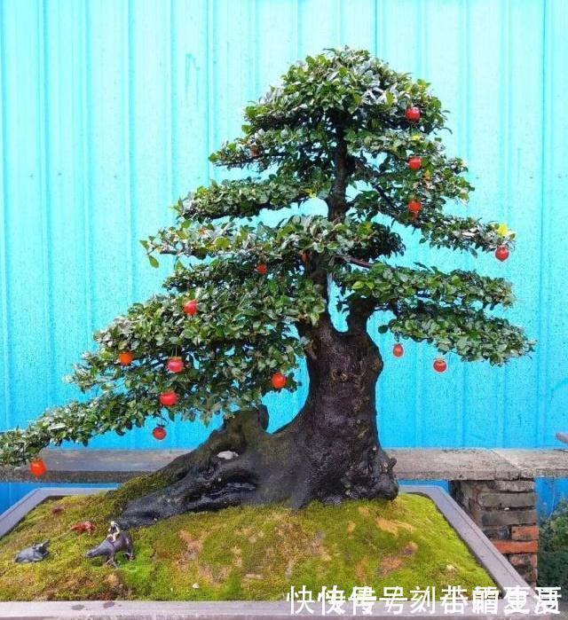 果实|这种“花”，能“招财”，能“镇宅”，养个三五年，轻松值万元！