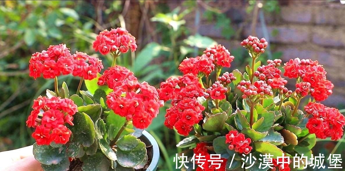 光照|长寿花迟迟不开花？小苗“拔一拔”！花苞蹭蹭冒，来年长成大花球