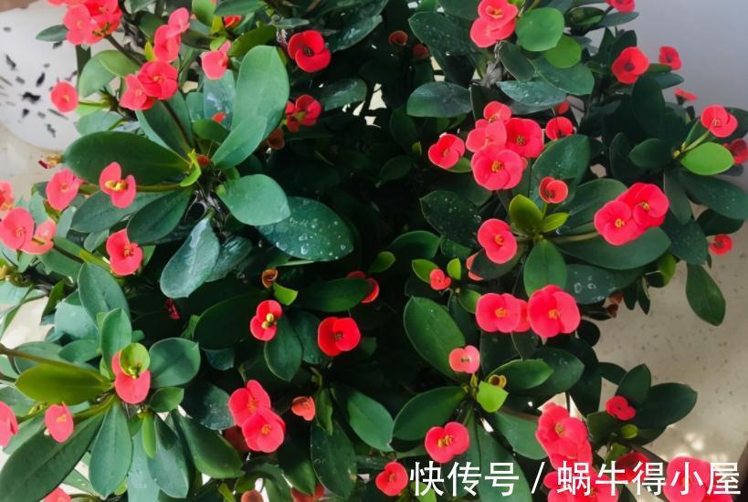 修枝|养花什么时候动手修枝好?遇上这3种情况,早下手早受益