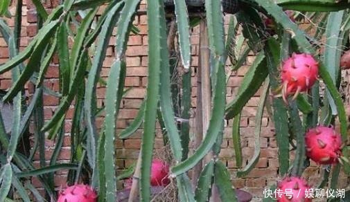 果树|养花不如种“果树”,挖1勺“水果籽”到花盆里,1个月成盆栽!