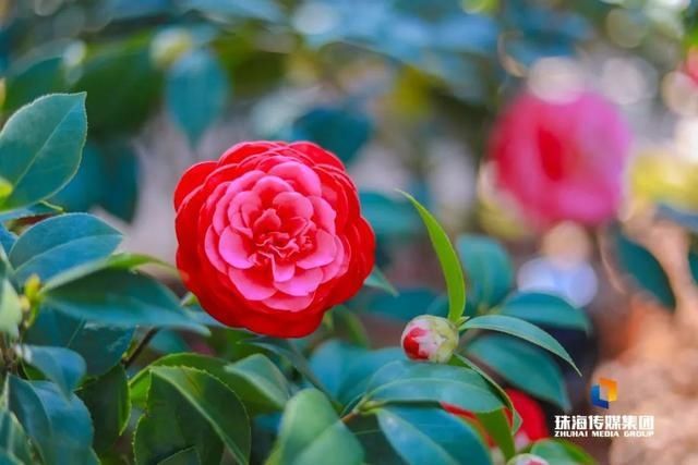 太养眼！茶花廊道、波斯菊花海、勒杜鹃廊道…海天公园上新啦