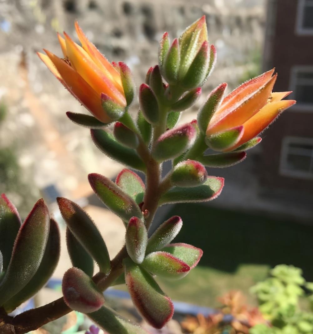 叶片|养好多肉锦晃星的2个“技巧”,顺利度夏,叶片肥厚,长成老桩