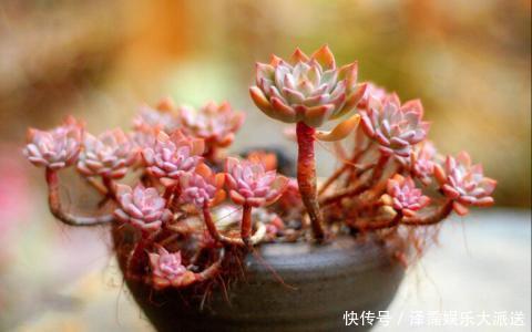 花友|多肉长胡子了这是危险信号，赶紧挖出来看看！