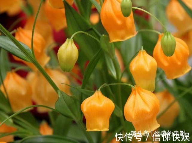 此花花姿别致,开花时犹如一串串灯笼挂满花枝,十分惹人喜爱