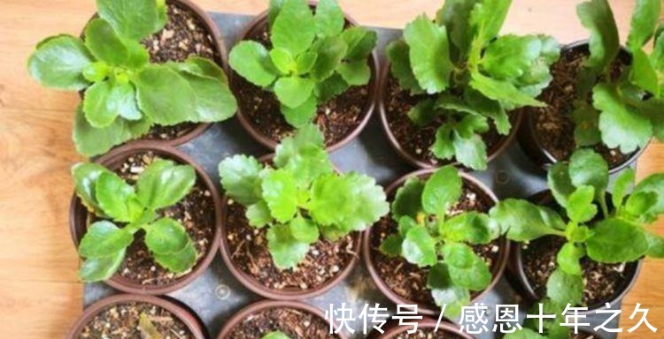 3种花是花中大美女，沾土就活，7天生根，秋季就开花，开满阳台！