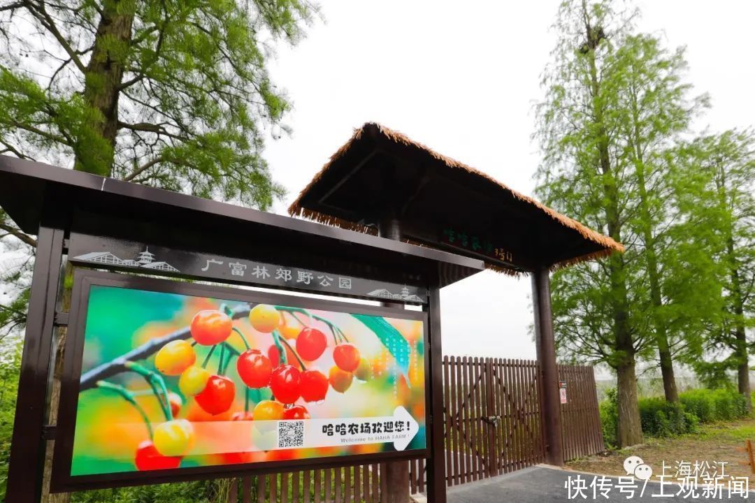 好去处|遛娃、休闲好去处！这个松江城中的采摘园，快来打卡