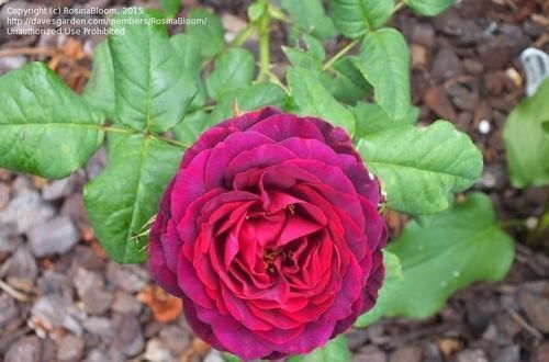 冷俊|3种花让人爱不释手,香气怡人,漂亮似牡丹,养护容易