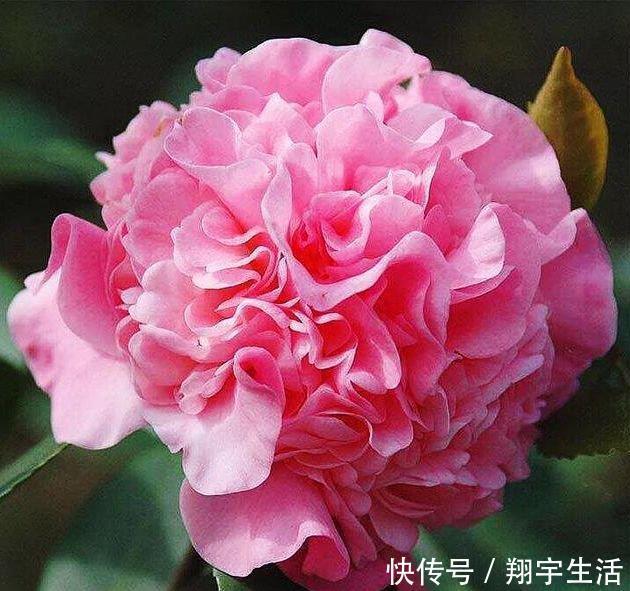 香太阳|4种漂亮花养家里，一年四季开花不断，惊艳如花球，美翻了