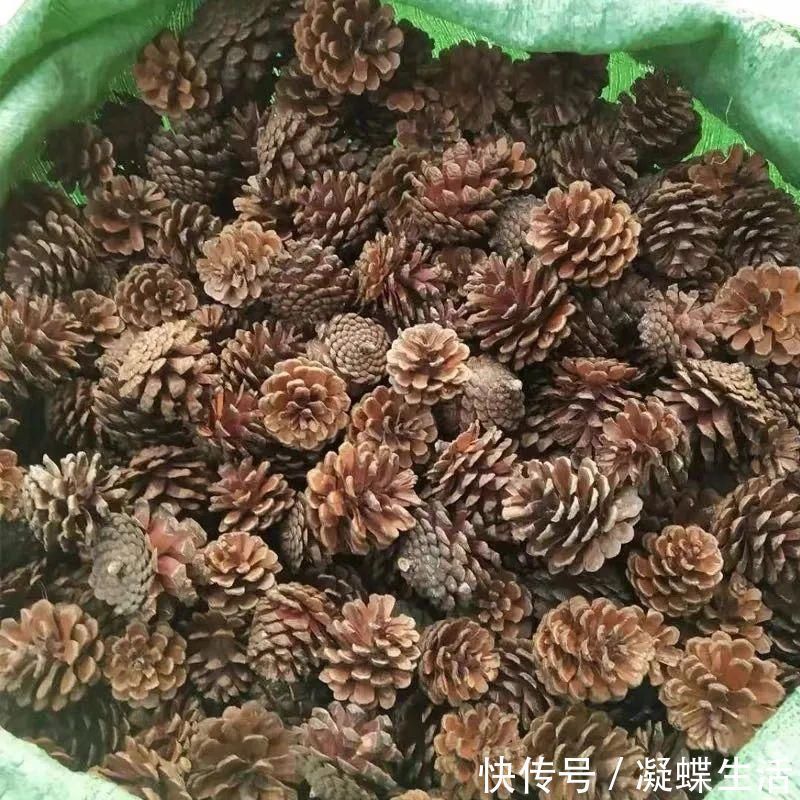 煤渣|换盆时，花盆里垫上这5种小东西，透水又透气，再也不怕烂根啦