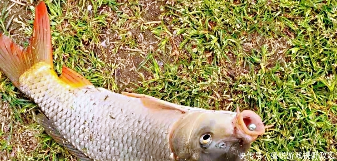 野钓:晚春钓鲤鱼为什么这么难?真正的原因却被忽略了