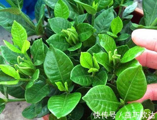 复合肥|“细菌”不喜欢的“3种花”，多养几盆，家里香喷喷，心情美美哒