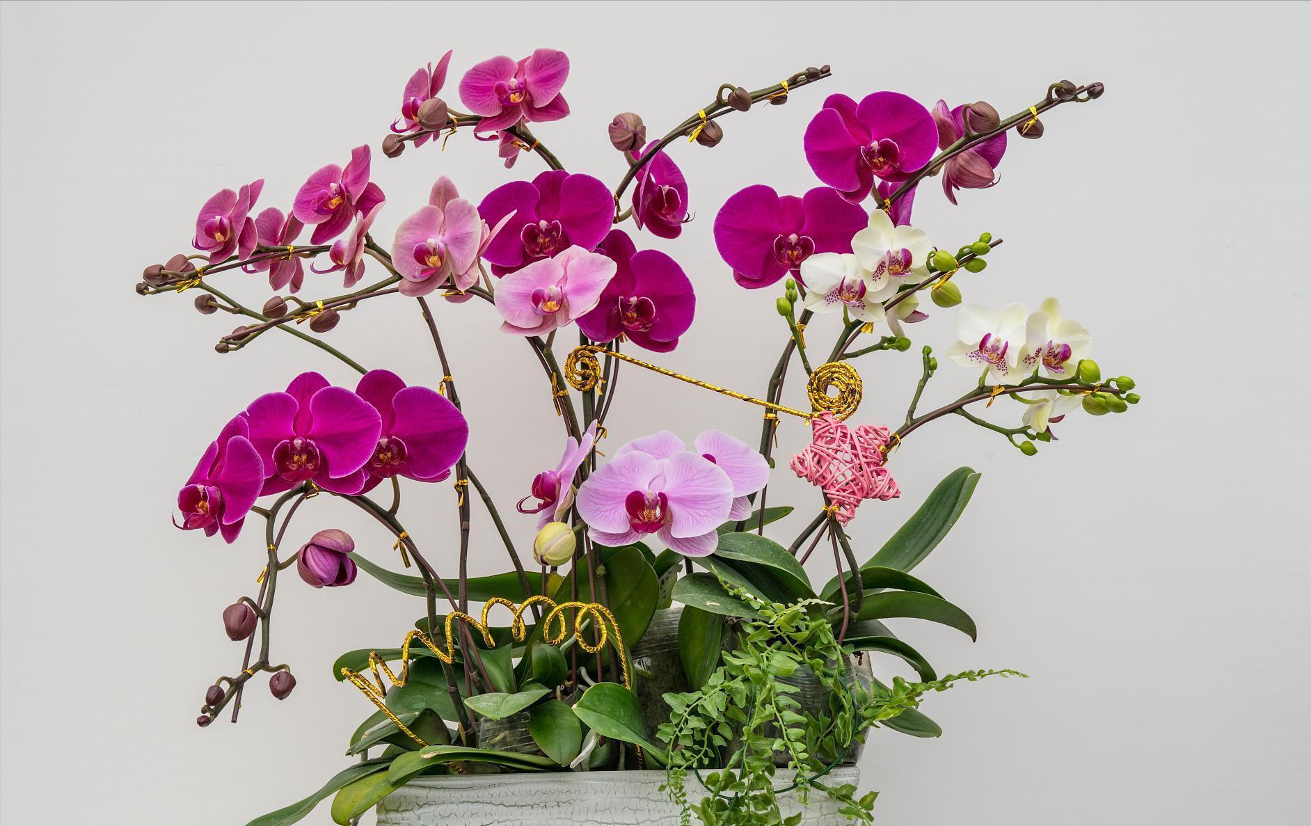 通风换气|蝴蝶兰不开花,剪上“三刀”,新芽不断冒,根茎壮“开花旺”