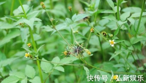 野草|以下3种农村遍地的野草,能治疗阑尾炎,抗菌消炎、驱蚊,早点知