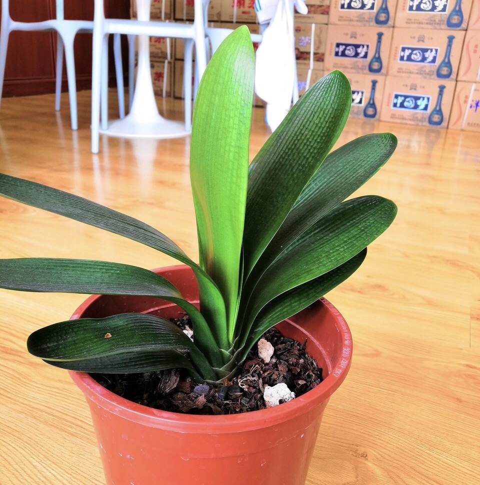 君子兰难度夏养护注意“1多3少”，顺利过夏天，长得叶绿花艳