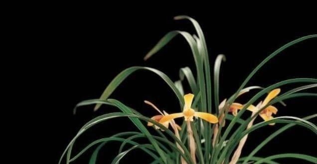 操作方法|花盆里埋点“它”,不烂根,不黄叶,杀菌消毒还透气,根壮花还旺