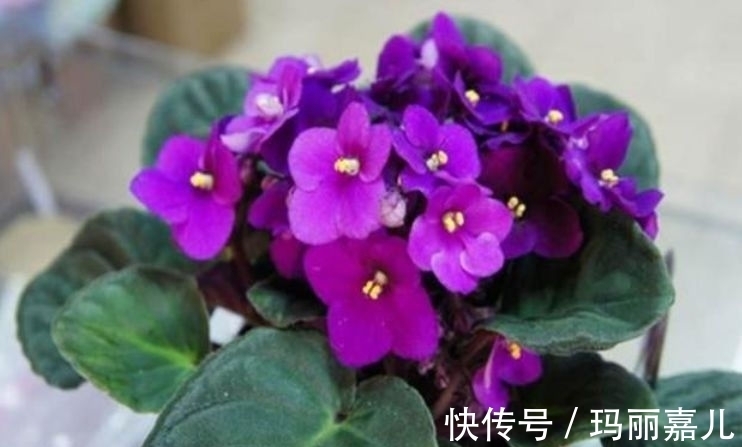 聪明人都养“4种花”,花姿妖娆,四季繁花似锦,美