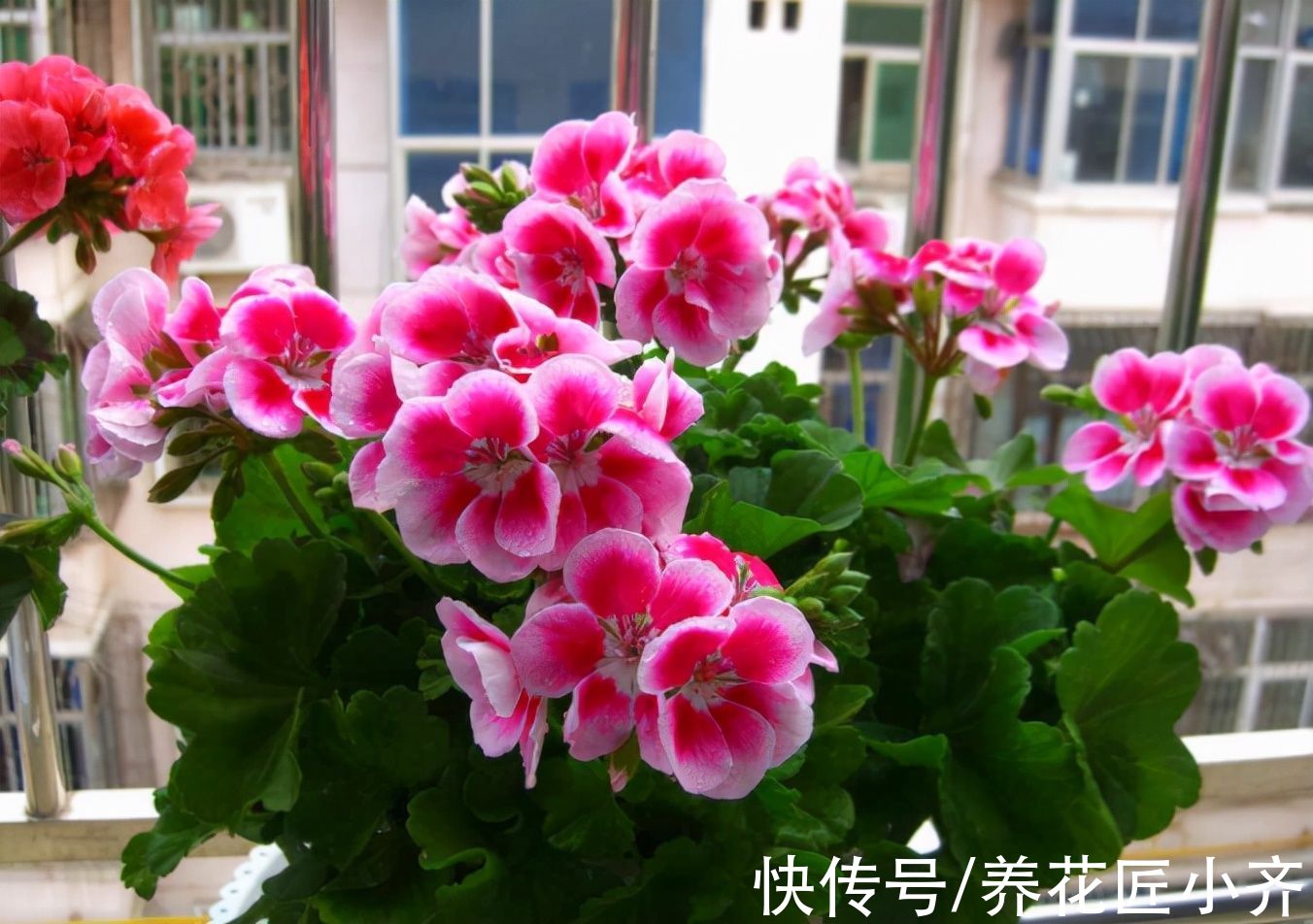 想养好天竺葵，要记住“4点”，即使是新手，也能养爆盆