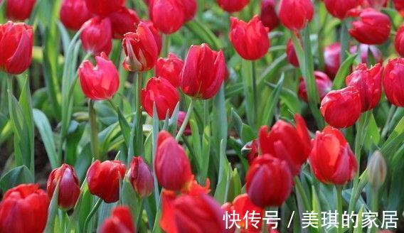 沙漠玫瑰沙漠玫瑰|8月9日-8月21日,庭院选这几款花,花大色艳,花开富贵