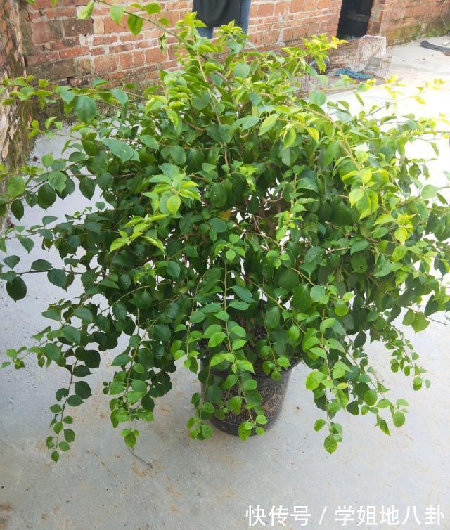 6种“懒人花”,堪称“不死花”,养成老桩几十年,旺家又值钱