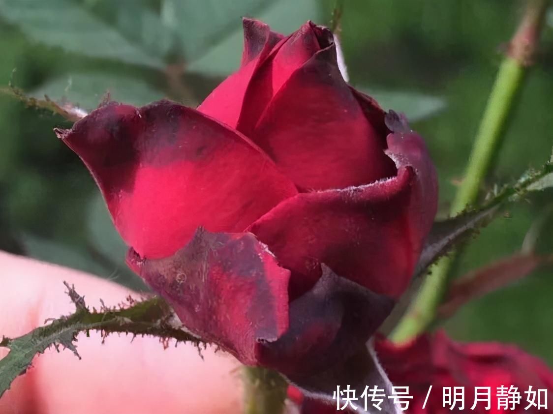 11月,千万别买这种花,养不活惹一肚子气