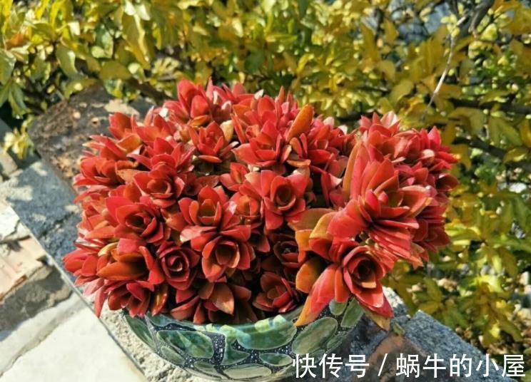 秋冬养这5款红色系多肉,越晒颜色越鲜艳,容易爆盆长势好