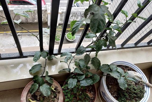 1种“水果”,秋天剪1个枝插盆里,20天长根,年年结满果,吃不完