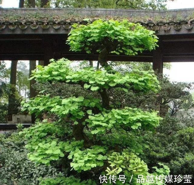 传家宝|这3种盆景可以养成传家宝,再穷也要养,越老越值钱!