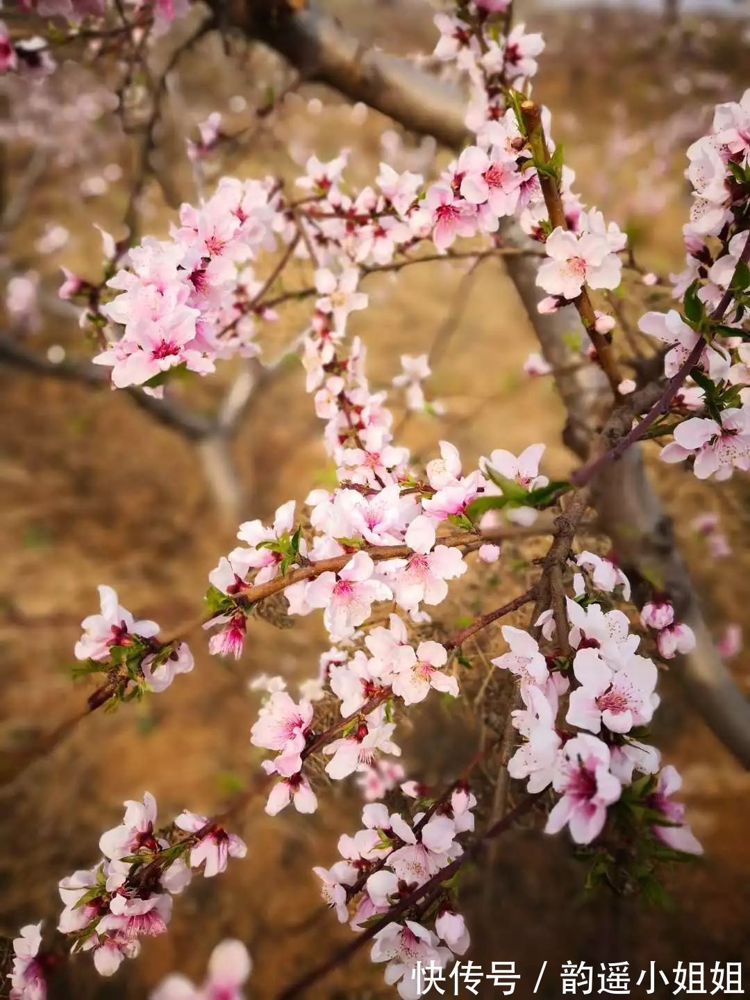 春光&岁月温良，莫负春光