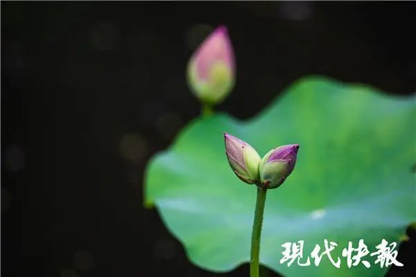 戎飞霞|好运“莲莲”！这里又开了一株并蒂莲