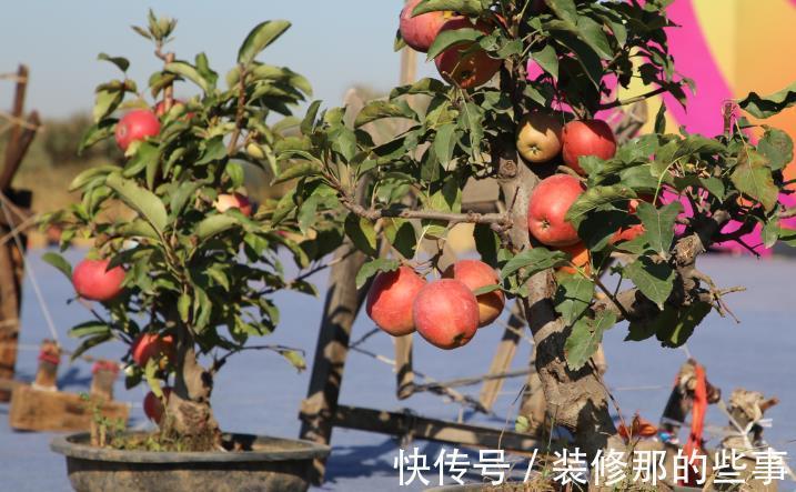 家庭|家庭盆栽:收集种子培育这3种果树,想偷懒时,不出门就能吃上