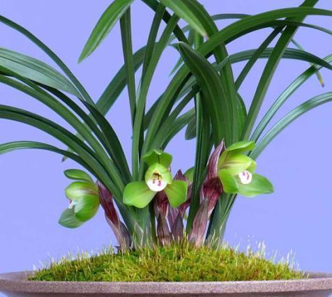 养花“磷钾肥”不用再买了,轻松自制效果强,养啥都能轻松爆满盆