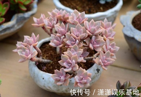 多肉|适合新手养的9种多肉,叶片沾土就活,轻松长爆盆,状态非常美