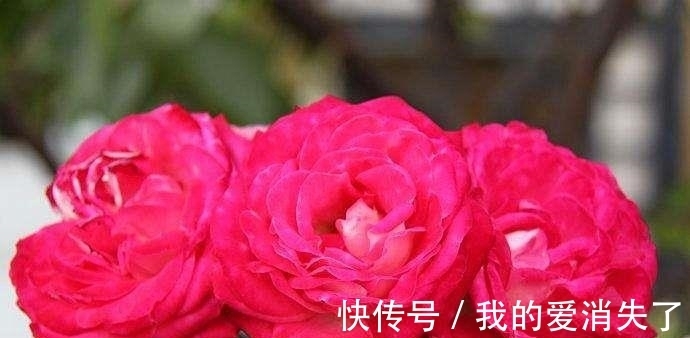 熊孩子|小孩子不懂事，摘了邻居几朵花，被邻居骂爹骂娘，大家说至于吗？