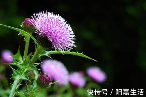 价钱|农村被当做杂草铲除,却在城市里卖出高价钱,有很好的营养