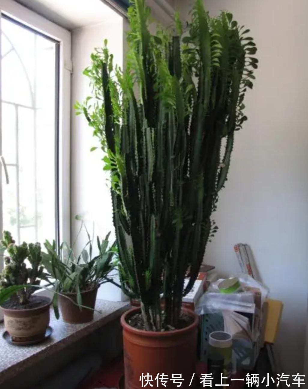 3种耐旱花,长得高大,美观大方,还能招财镇宅!