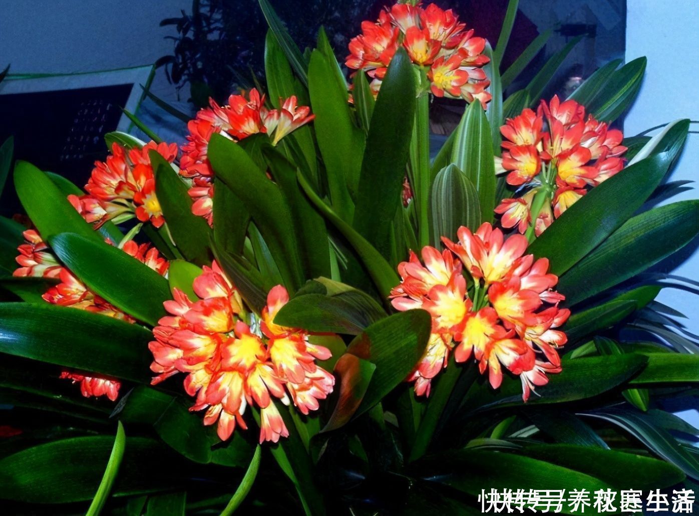 爆盆|阳台养君子兰，四季学会“巧浇水”，叶子绿油油，冬季开爆盆