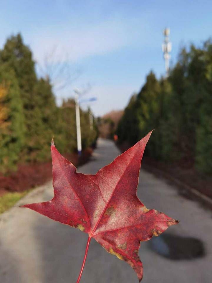 小东山|打卡小东山，美丽风景线