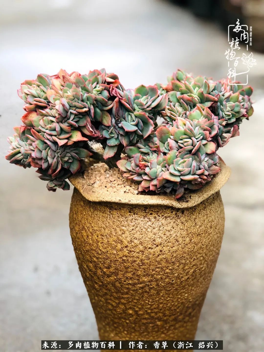 阳台上的一亩三分地，我愿与你一起，与时光媲美！