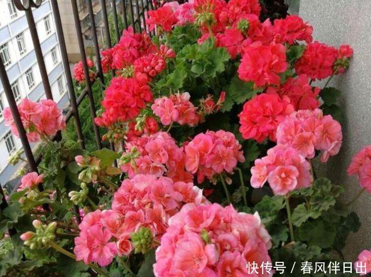 4种花养在家里，好养活还不贵，寓意也是超好的