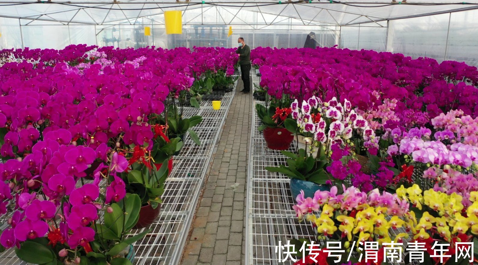 蒲城:花卉基地“春意浓” 客商订购忙