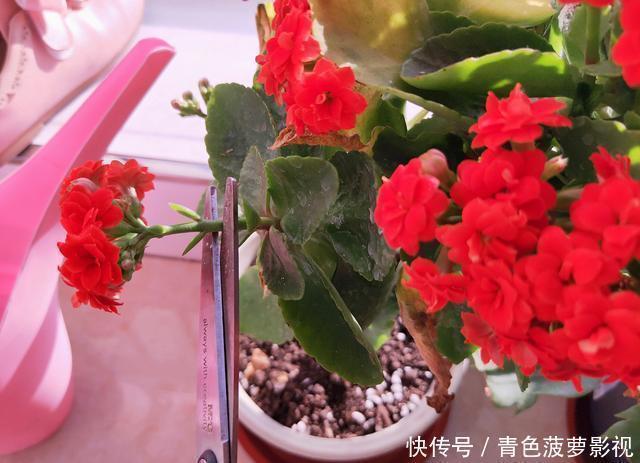 花苞|11、12月,长寿花蟹爪兰容易饿,7天喂1次,花苞挤着长