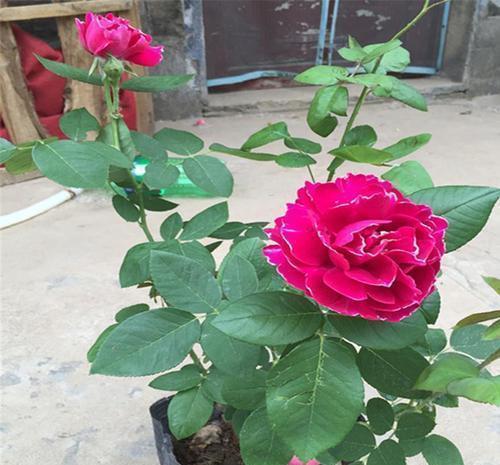 盘点“6种”藤本月季,观赏价值十分高,值得养一盆在家中