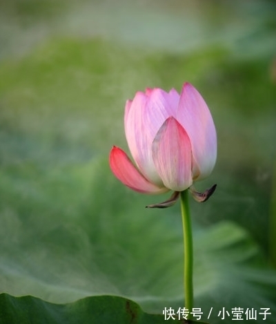 桃花朵朵|进入7月中旬，4属相桃花朵朵，财源广进，日子幸福美满