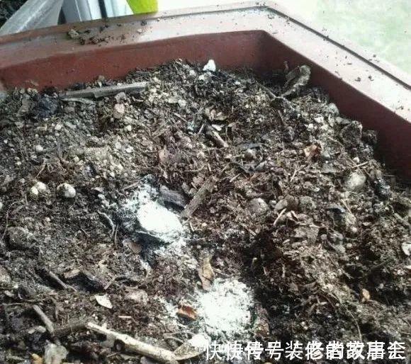 花量|6种花别养老桩,越老越不开花,赶紧扦插备份