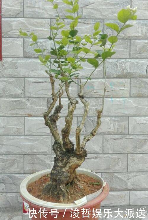 茉莉花盆|养茉莉花,盆里放几粒“小东西”,花儿怒放、芳香,一年开花不断