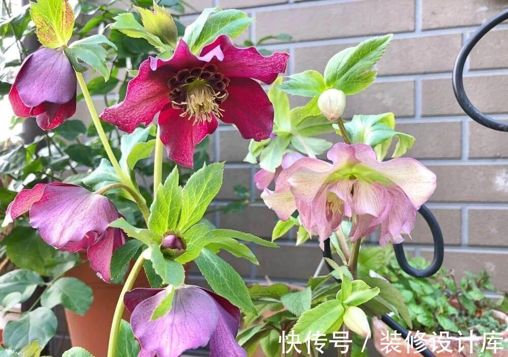 5种“漂亮花”，被名字耽误了一生，花开艳丽，却怕它“不吉利”